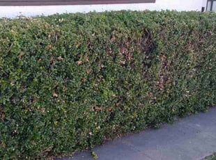 Bush Trimming by Mason Rohr for Jen V. in Salinas, CA