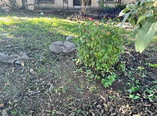 Bush Trimming by Roger Olivo for Jimmy G. in San Antonio, TX