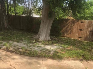 Leaf Removal by Simon Diamond for Chuck M. in Dallas, TX