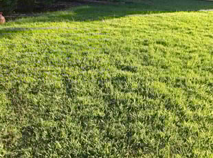 Beatrice G.'s Lawn Care service result