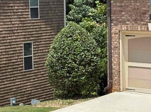 Suzanne B.'s Bush Trimming service result