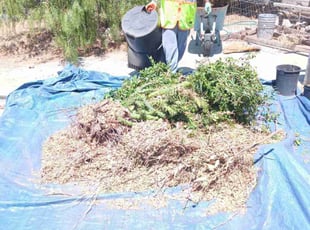 Bush Trimming by Jvon Robinson for Samuel M. in Muscoy, CA