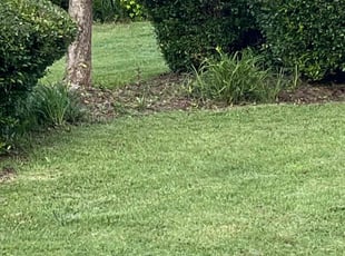 Weeding by Derrick Crudup for Billy W. in Raleigh, NC