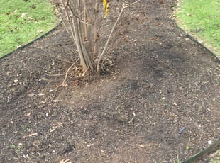 Weeding by Nick Anthony Santos for Mark V. in San Antonio, TX