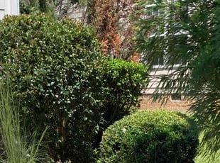 Bush Trimming by Almonte Marshall for Edward N. in Durham, NC