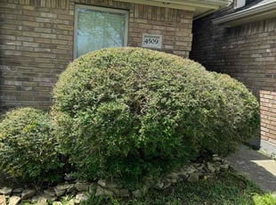Bush Trimming by Jose Ramirez Arevalo for Caleab J. in Corpus Christi, TX