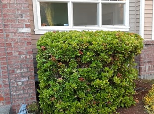 Bush Trimming by Ronald Harris for Ming J. in Bellevue, WA