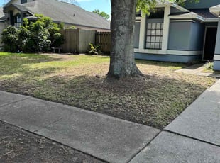 Leaf Removal by Charles Howard for Liz W. in Lutz, FL