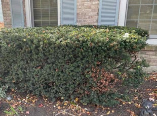 Bush Trimming by Aileen Sanchez for Lisa H. in Naperville, IL