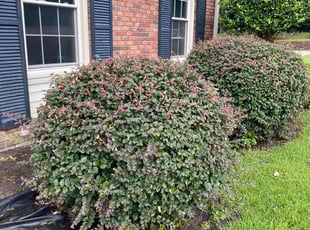 Bush Trimming by Reo Robinson for Bernice C. in Elgin, SC