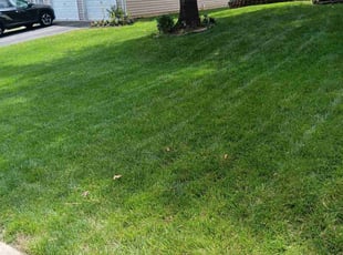 Hanh T.'s Lawn Maintenance service result