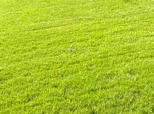 Sharon H.'s Lawn Maintenance service result