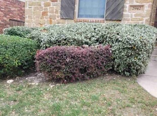 Bush Trimming by Juliana Ledezma for Mary R. in Round Rock, TX