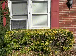 Bush Trimming by Titus Fowler for Dana N. in Virginia Beach, VA