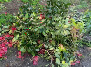 Bush Trimming by Jonathan Allen for Kimberly D. in Sacramento, CA
