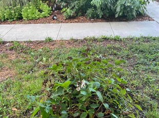 Bush Trimming by Albert Forbes for Nicole M. in Baltimore, MD