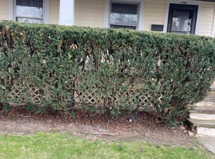 Bush Trimming by Scott Basinger for Jennifer C. in Cleveland, OH