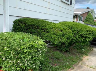 Bush Trimming by Ted Morris for Keisha M. in Randallstown, MD