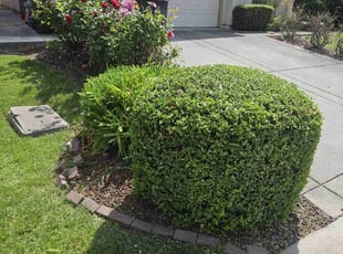 Bush Trimming by Juan Rodriguez for Chung Y. in Sacramento, CA
