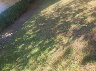 Bush Trimming by Yobani Benitez for Mary S. in Riva, MD
