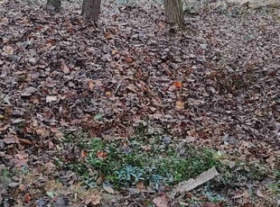 Cleanups by Allan Roberts for Megan R. in Vienna, VA