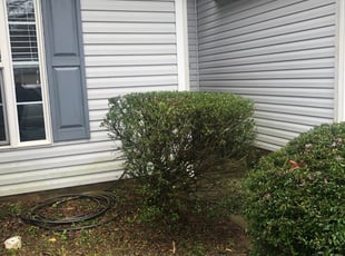 Bush Trimming by Juliocesar Alfaro for Trevor P. in Indian Trail, NC