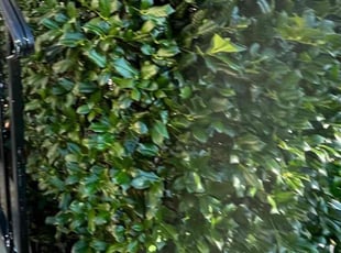 Bush Trimming by Alesandre Duarte for Julie C. in Herndon, VA