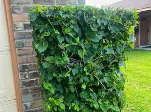 Bush Trimming by Yennifer Campos for James W. in La Porte, TX