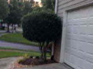 Bush Trimming by Michael Marshall for Trevis B. in Buford, GA