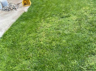 Weeding by Staci Lamcsfer for Rose F. in Tracy, CA