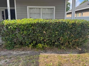 Bush Trimming by Ben Handy for Tiana G. in Orlando, FL