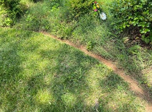 Bush Trimming by Gilberto Nava for Alicia K. in Nashville, TN