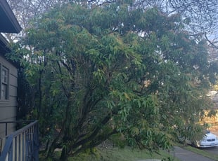 Bush Trimming by J P for Robert O. in Portland, OR