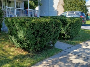Bush Trimming by Edson Vargas for Christopher F. in Middletown, PA