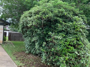 Bush Trimming by Benito Perez for Andrew H. in Cedar Park, TX