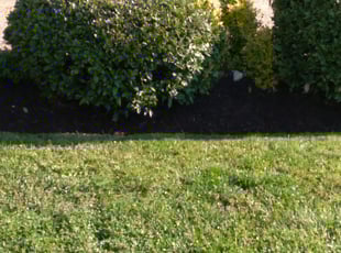 Weeding by Michael Holland for Michael H. in Silver Spring, MD