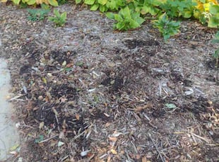 Weeding by Dameatric Taylor for Chris T. in Arden, NC