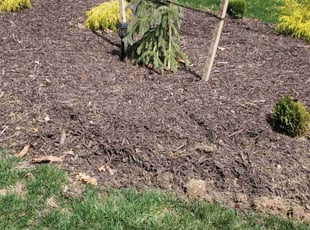 Weeding by Rohan James for Gretta B. in Chesterfield, VA
