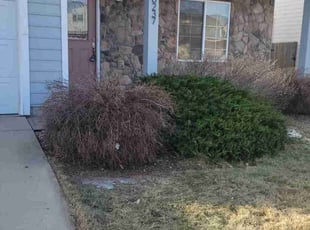 Bush Trimming by Tiffany Higgins for Connor M. in Colorado Springs, CO