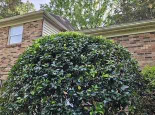 Bush Trimming by William Wilson for George D. in Charlotte, NC