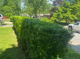 Bush Trimming by Shawn Byers for Julia H. in Roeland Park, KS