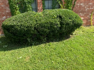 Bush Trimming by Dusty Posey for Nicholas S. in Corinth, TX
