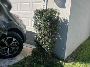 Bush Trimming by Joseph Lozano for Dustin S. in Winter Garden, FL
