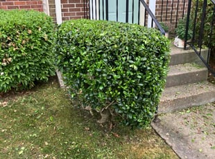 Bush Trimming by Willie Mullins for Anthony C. in Hampton, VA