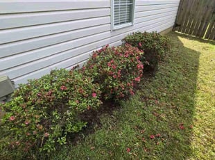 Bush Trimming by Lucas Davis for Tondra B. in Concord, NC
