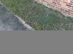 Weeding by Tyrone Wilkins for Jason L. in Berwyn Heights, MD