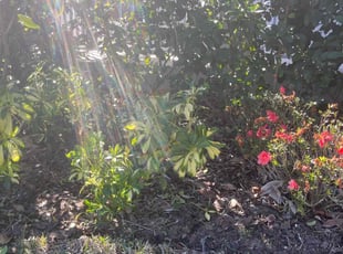 Weeding by Carlton Turner for Marcel A. in Winter Garden, FL