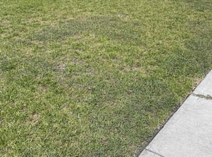Weeding by Heriberto Lopez for Steve M. in Corpus Christi, TX