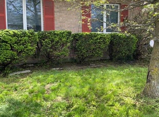 Bush Trimming by Jared Clapsaddle for Carolyn H. in Trenton, OH