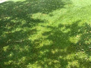 Susan S.'s Lawn Service service result